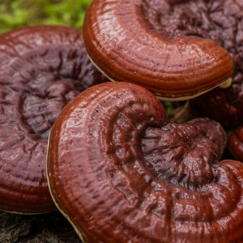Reishi Mushroom Powder Australia | YG Mushrooms-3